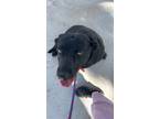 Adopt Lucy a Black Labrador Retriever dog in canyon country, CA (41484139)
