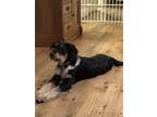 Adopt Blossom a Black - with Tan, Yellow or Fawn Great Pyrenees / Australian