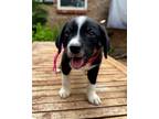 Adopt Olive a Black - with White Australian Shepherd dog in Oklahoma City