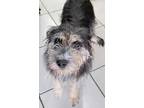 Adopt Bonita a Gray/Silver/Salt & Pepper - with White Jack Russell Terrier dog
