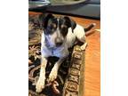 Adopt Mahalo a White - with Black Blue Heeler dog in Howey in the Hills