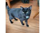 Adopt Shirley a All Black American Bobtail (short coat) cat in Louisa