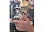 Adopt Cloudie a Black & White or Tuxedo Domestic Shorthair (short coat) cat in
