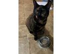 Adopt Bendi a Spotted Tabby/Leopard Spotted Domestic Longhair cat in Modesto