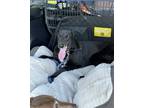 Adopt Roy a Black - with White Greyhound / Mixed dog in Los Angeles