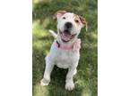 Adopt Chubbles a White - with Tan, Yellow or Fawn Shar Pei / American