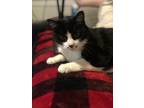 Adopt Punkin a Black & White or Tuxedo Cymric / Mixed (medium coat) cat in