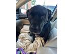 Adopt Eugene a Black - with White American Pit Bull Terrier / Labrador Retriever