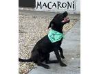 Adopt Macaroni a Black - with White Labrador Retriever / Mixed dog in Raytown