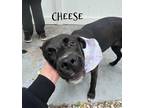 Adopt Cheese a Black - with White Labrador Retriever / Mixed dog in Raytown