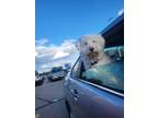 Adopt Henry a White Aussiedoodle / Mixed dog in Columbia City, IN (41483694)