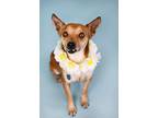 Adopt Kelani a Terrier (Unknown Type, Medium) / Mixed dog in Berkeley