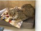 Adopt Barouche a Tortoiseshell Domestic Shorthair / Mixed cat in Colorado