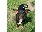 Adopt Snuggs KA a Brindle - with White Basset Hound / Mixed dog in Fairfax