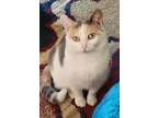 Adopt Miss Kitty a Calico or Dilute Calico Domestic Shorthair (short coat) cat