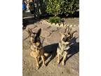 Adopt Gretta and Katja a Black - with Tan, Yellow or Fawn German Shepherd Dog /