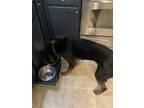 Adopt Duke a Black - with Tan, Yellow or Fawn Rottweiler / Mixed dog in Goose