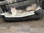 Adopt Simba a White (Mostly) Turkish Angora / Mixed (short coat) cat in Lubbock