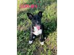Adopt Tippi a Black - with White Labrador Retriever / German Shepherd Dog /