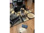 Adopt Austin a Black - with Tan, Yellow or Fawn Pug / Mixed dog in Nashville
