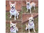 Adopt Haven a Tan/Yellow/Fawn Shepherd (Unknown Type) / American Pit Bull