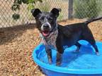 Adopt BELLA a Pit Bull Terrier, Mixed Breed