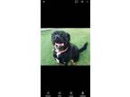 Adopt Pongo a Black - with Brown, Red, Golden, Orange or Chestnut Rottweiler /