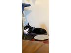 Adopt Boo a Black & White or Tuxedo Domestic Shorthair / Mixed (short coat) cat