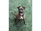 Adopt Scarlett a Brindle Terrier (Unknown Type, Medium) / Mixed dog in Staten