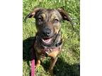 Adopt Calamity Jane a Brown/Chocolate - with Tan Plott Hound / Retriever