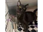 Adopt Kanga a Domestic Short Hair