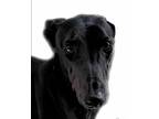 Adopt Henry a Black - with White Greyhound / Mixed dog in Los Angeles