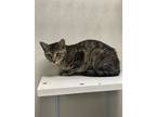 Adopt Atlantis a Brown Tabby Domestic Shorthair (short coat) cat in Dartmouth