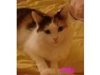 Adopt Lily a Calico or Dilute Calico Domestic Mediumhair (medium coat) cat in