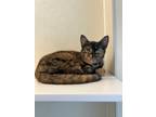 Adopt Milkshake a Tortoiseshell Domestic Shorthair (short coat) cat in