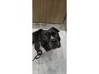 Adopt Chief a Black - with White American Pit Bull Terrier / Mixed dog in Miami