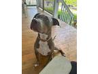Adopt Adam a Tan/Yellow/Fawn - with White American Staffordshire Terrier /