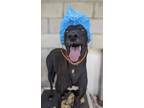 Adopt Tess a Black - with White Greyhound / Mixed dog in Los Angeles