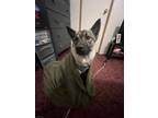 Adopt Zeus a Black - with Gray or Silver Norwegian Elkhound / Mixed dog in