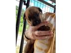 Adopt Hermes $295 a Tan/Yellow/Fawn - with Black Border Collie / Labrador