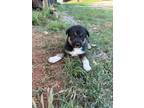 Adopt Athena $295 a Black - with White Border Collie / Labrador Retriever /