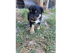 Adopt Aphrodite $295 a Black - with Tan, Yellow or Fawn Border Collie / Labrador