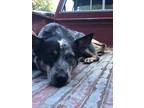 Adopt Jj a Tricolor (Tan/Brown & Black & White) Australian Cattle Dog / Mixed