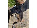Adopt Korrina a Black - with White Mutt / Catahoula Leopard Dog / Mixed dog in
