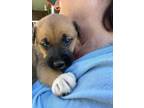 Adopt Persephone $295 a Tan/Yellow/Fawn - with White Border Collie / Labrador