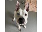 Adopt Bluey a White Pit Bull Terrier / Mixed dog in Eatontown, NJ (41482764)