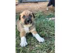 Adopt Apollo $295 a Tan/Yellow/Fawn - with White Border Collie / Labrador
