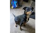 Adopt Youro a Black - with Brown, Red, Golden, Orange or Chestnut Doberman