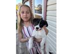 Adopt Zues a Black - with White Border Collie / Mixed dog in Berkley