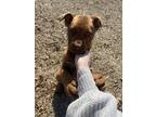 Adopt Duke & Goose a Tan/Yellow/Fawn - with White Boxer / Labrador Retriever /